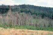 area that was treated with prescribed fire displaying the burned, dead conifers and abundant aspen sprouting.