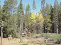 feller-buncher cutting and stacking conifers for removal in an aspen stand.