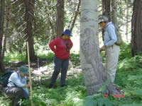 three women, volunteers from the California Native Plant Society helping with monitoring activities associated with aspen stand improvement.