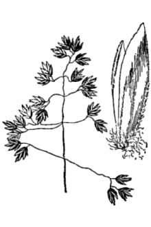 Line Drawing of Poa arctica R. Br.