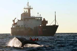 NOAA image of the Disentanglement Team using a small inflatable boat to get as close as possible to the whale on Dec. 12, 2005. Please credit “NOAA.”.