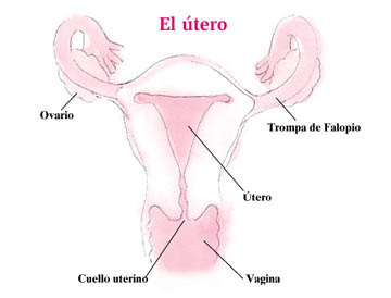 El Utero