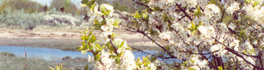 Wild Cherry trees in bloom in spring at Gateway's Plumb Beach on Jamaica Bay.