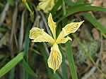 Siskiyou Iris, Iris bracteata.