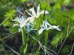 Yellowleaf Iris, Iris chrysophylla.