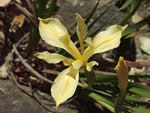 Fernald's Iris, Iris fernaldii.