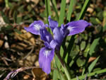 Bowl Tube Iris, Iris macrosiphon.