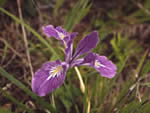 Toughleaf Iris, Iris tenax.