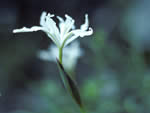 Long Tube Iris, Iris tenuissima.