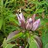 Bumblebee exiting the bottle gentian flower.