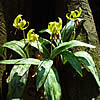 trout lily