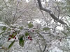 Picture of snow in Downers Grove, IL on October 12, 2006