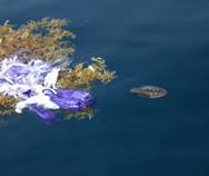 a turtle swims near marine debris