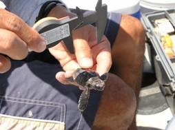 researcher measures neonate sea turtle. (c) FWRI