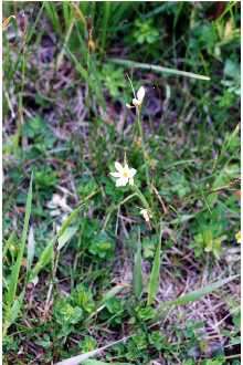 Photo of Sisyrinchium albidum Raf.