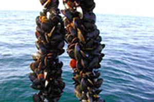 NOAA image of mussels being harvested from an aquaculture farm.