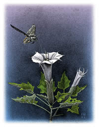 Painting of a hawkmoth preparing to land on a sacred datura flower.