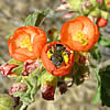 Globe mallow bee foraging for pollen on Munro's globemallow.