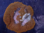 Caloplaca trachyphylla