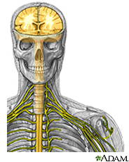 Ilustración del cerebro, la médula espinal y los nervios periféricos