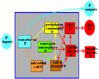 diagram of phosphorus cycling