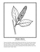 choke cherry