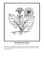 heart-leaved arnica