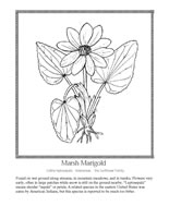 marsh marigold