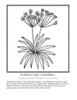 northern fairy candelabra