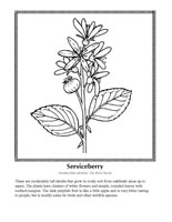 serviceberry