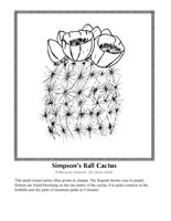 Simpson's ball cactus