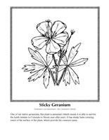 sticky geranium