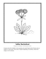sulfur buckwheat