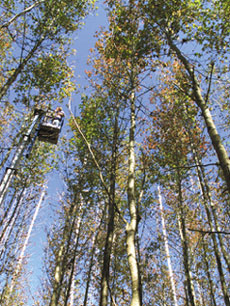 High-carbon sweetgum forest (jpg, 114K)