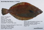 Fish Image