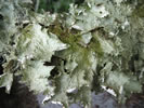 lettuce lichen
