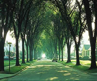 neighborhood street bordered and shaded by large mature American elm trees.