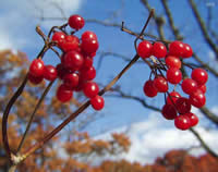 high bush cranberry berries.