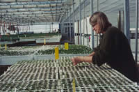 Nancy Shaw working in a greenhouse.