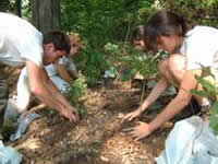 volunteers planting black cohosh and other species in beds on the Wayne National Forest.