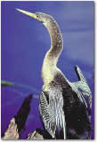 Anhinga