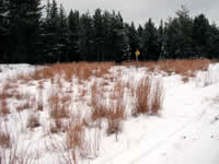 big and little bluestem in December along a National Forest road.
