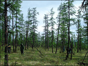 Larch forest