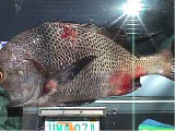 photo of fish with health problems