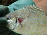 photo of fish with health problems