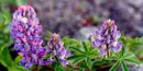 lupine is a common flower in dry sunny areas