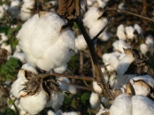 open cotton bolls