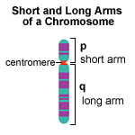 Chromosome Diagram