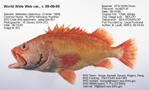 Fish Image