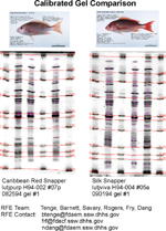 Calibrated Comparison Gel Image